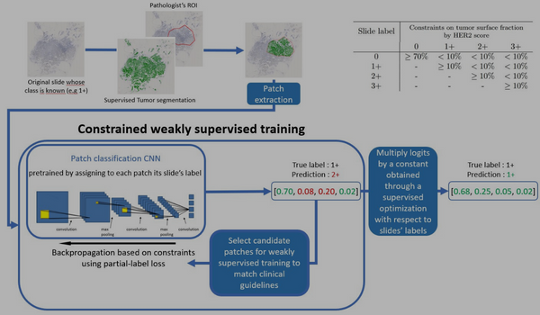 Interpretable HER2 scoring by evaluating clinical Guidelines